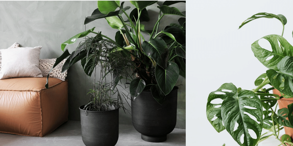 Mit Pflanzen kommt Lebendigkeit und Natürlichkeit in dunkle Räume